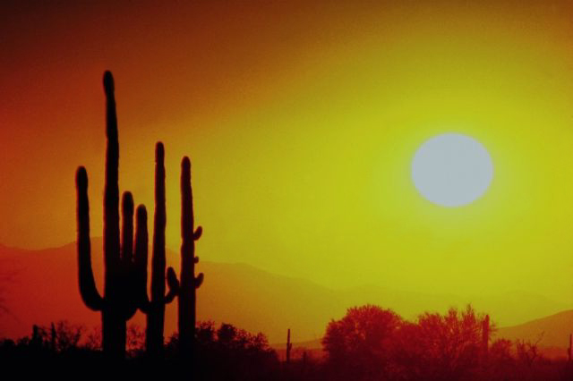 saguaro cacti behind setting sun