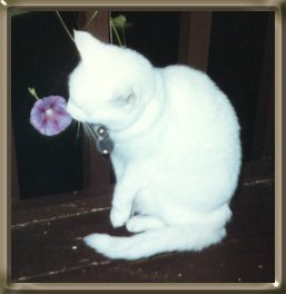 cat named casey sniffing