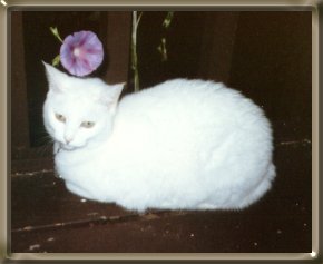 cat named casey under flower