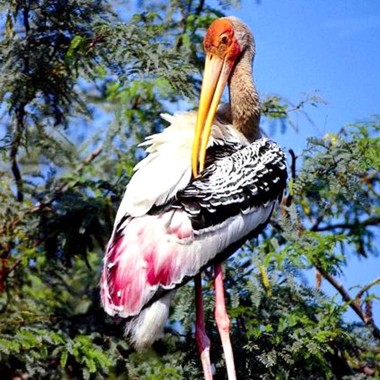 pelicano serving cunt