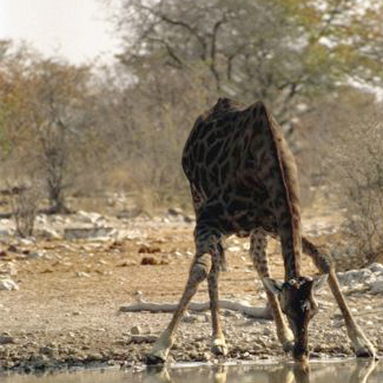 giraffe sipping water