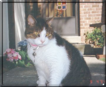 cat named jojo on flowers