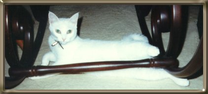 cat named casey and rocker