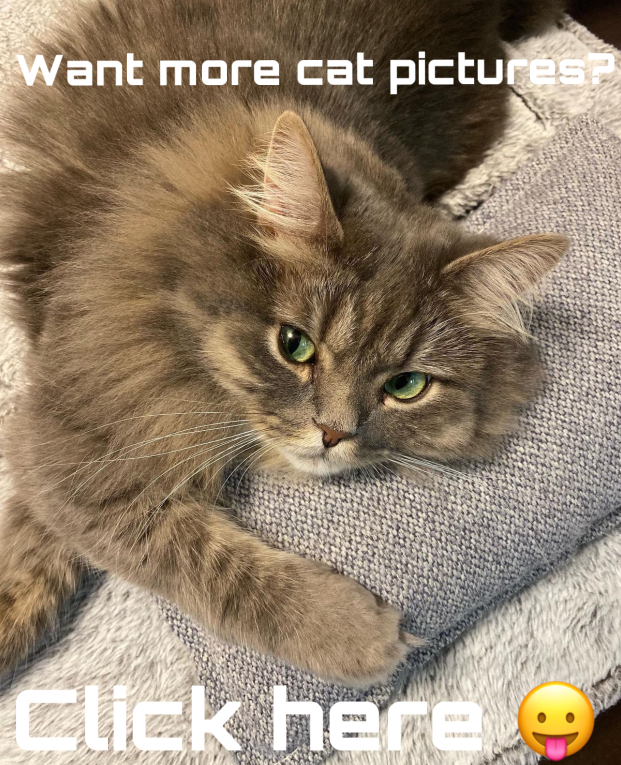 want more cat pictures? click here