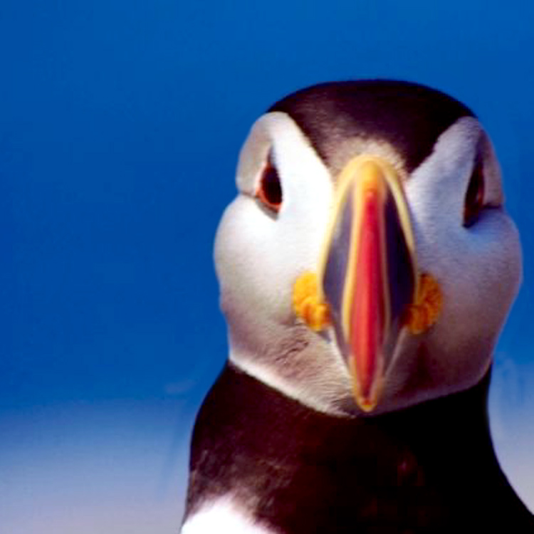 puffin