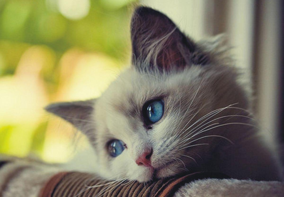 sad cat