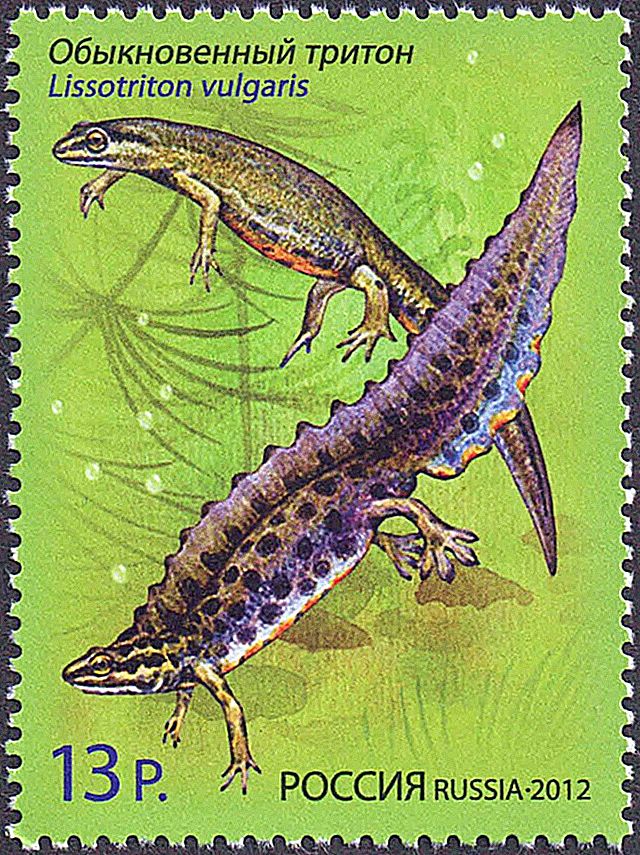 newt stamp