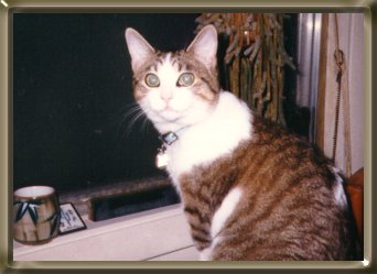 cat named tip in window