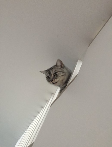 wallcat